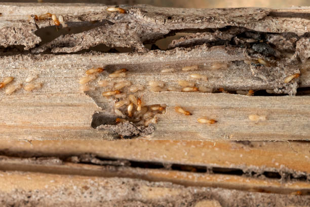 Best Termite Control Services  in Danville, IN